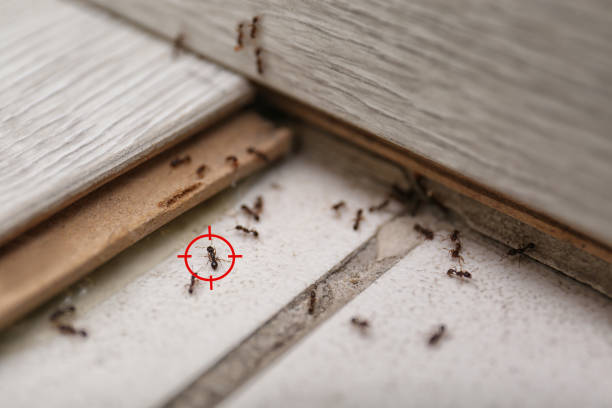Reliable Navajo, NM Pest Control Solutions