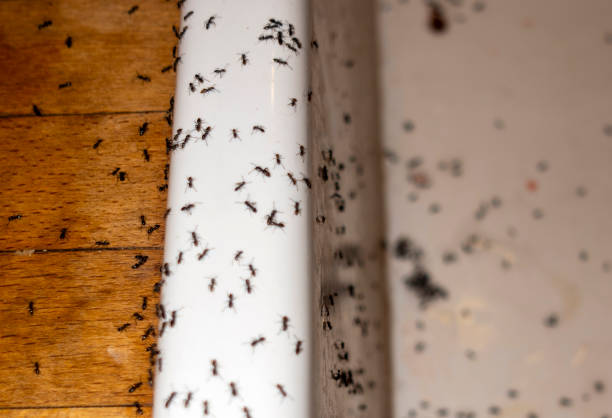 Best Wildlife Control Services  in Navajo, NM