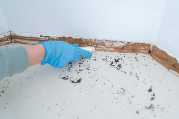 Best Ant Control Services  in Navajo, NM